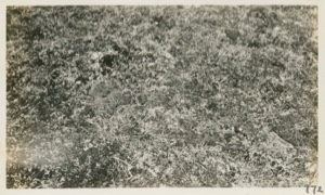Image of Baird's Sandpiper's Nest